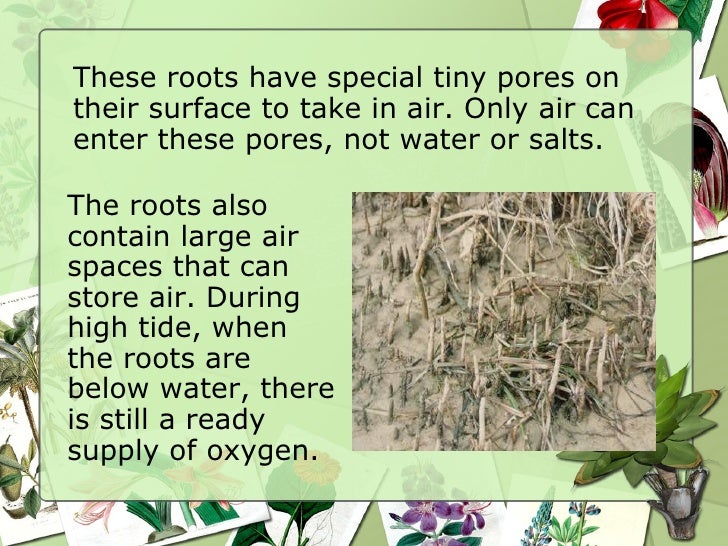 How To Fish N Plants Breathe