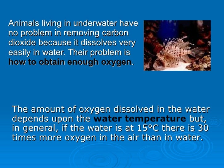 How To Fish N Plants Breathe