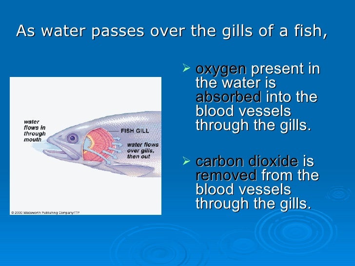How To Fish N Plants Breathe