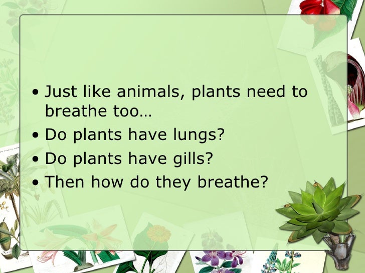 How To Fish N Plants Breathe