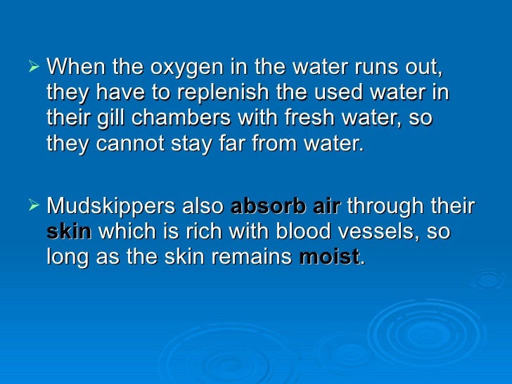 How To Fish N Plants Breathe