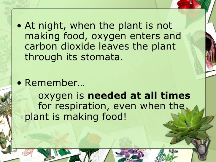 How To Fish N Plants Breathe