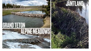 GRANDTETON
ALPINEMEADOWS
JÄMTLAND
 