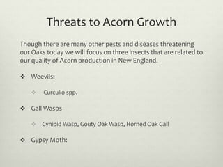 Threats to Acorn Growth
Though there are many other pests and diseases threatening
our Oaks today we will focus on three i...
