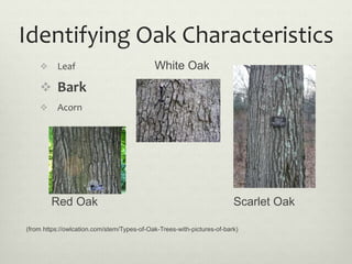 Identifying Oak Characteristics
 Leaf White Oak
 Bark
 Acorn
Red Oak Scarlet Oak
(from https://owlcation.com/stem/Types...