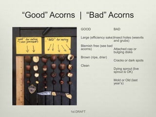 “Good” Acorns | “Bad” Acorns
GOOD
Large (efficiency sake)
Blemish free (see bad
acorns)
Brown (ripe, drier)
Clean
BAD
Inse...