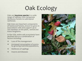 Oak Ecology
Oaks are keystone species in a wide
range of habitats from temperate
deciduous forests to subtropical
rainfore...