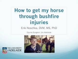 How to get my horse
through bushfire
injuries
Erik Noschka, DVM, MS, PhD
Equine Surgeon, Uni Adelaide
 