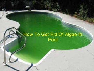 How To Get Rid Of Algae In
Pool
 