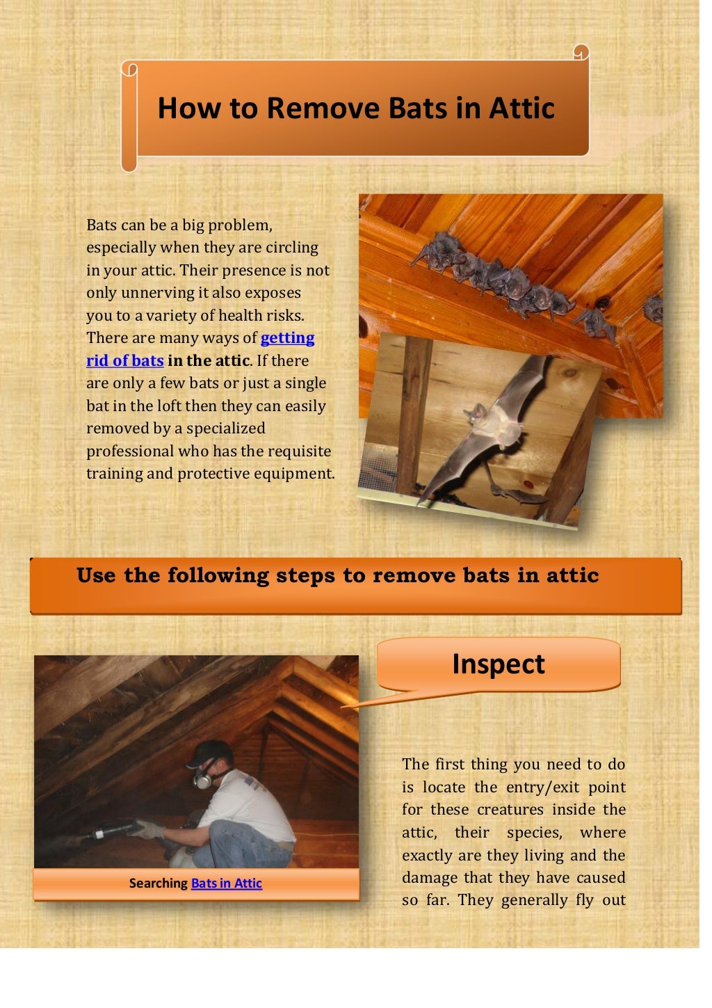 How to Remove Bats in the Attic?