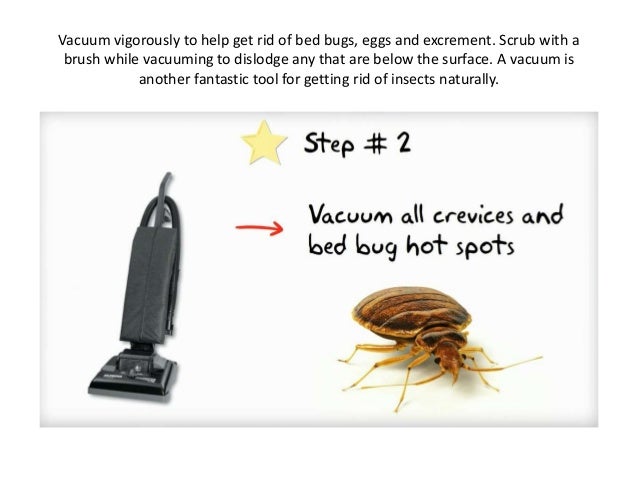 How To Get Rid Of Bed Bugs Naturally Learn How To Kill Bed Bugs You