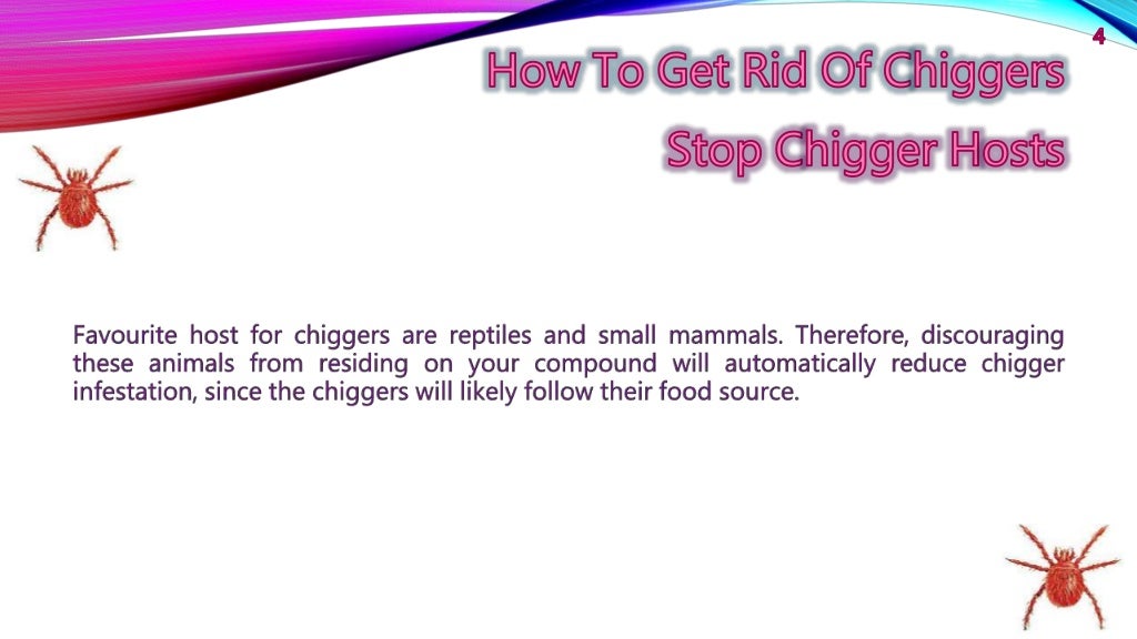 How to Get Rid of Chiggers