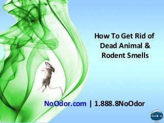How To Get Rid of
Dead Animal &
Rodent Smells

NoOdor.com | 1.888.8NoOdor

 