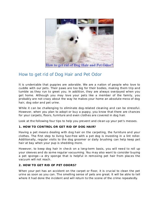 How To Get Rid Of Dog Hair And Pet Odor