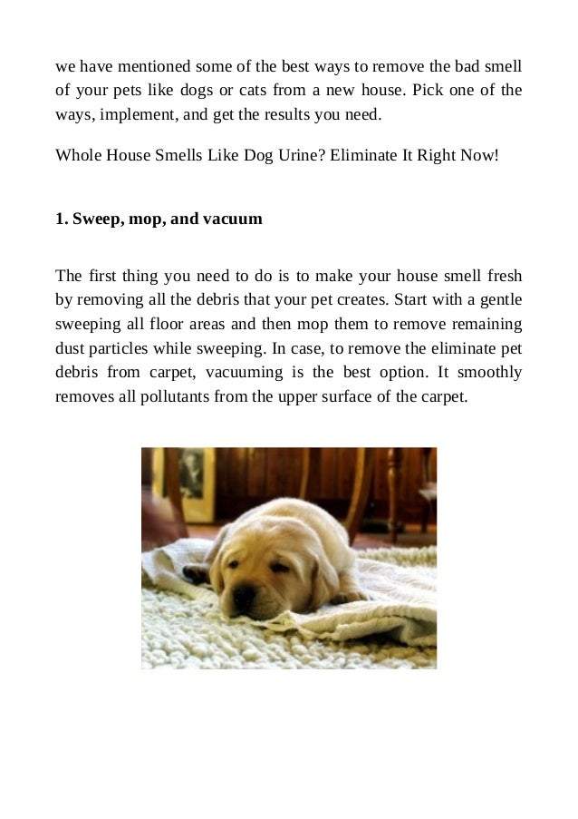 How To Get Rid Of Dog Smell In New House