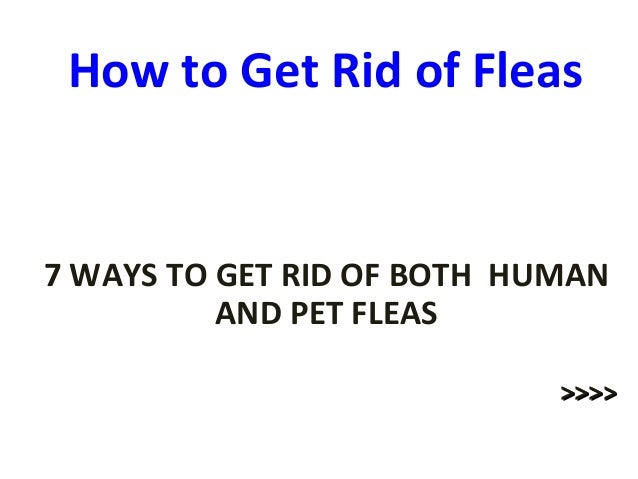 how to get rid of fleas kill fleas in carpet naturally how to get rid of fleas kill fleas in carpet naturally