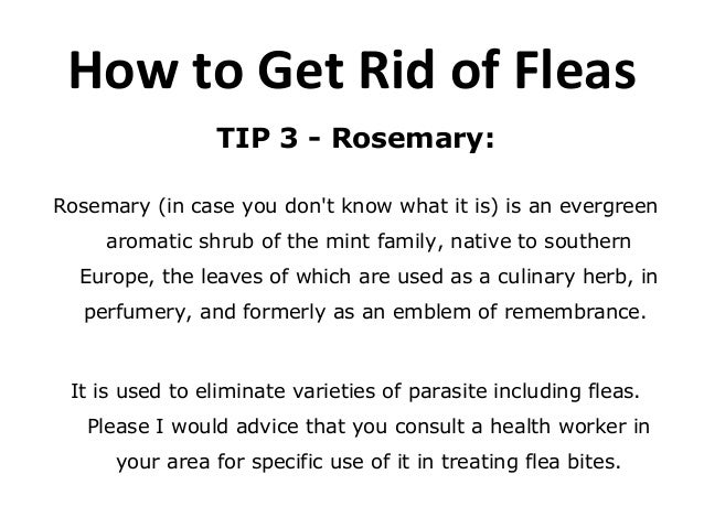 rosemary and fleas