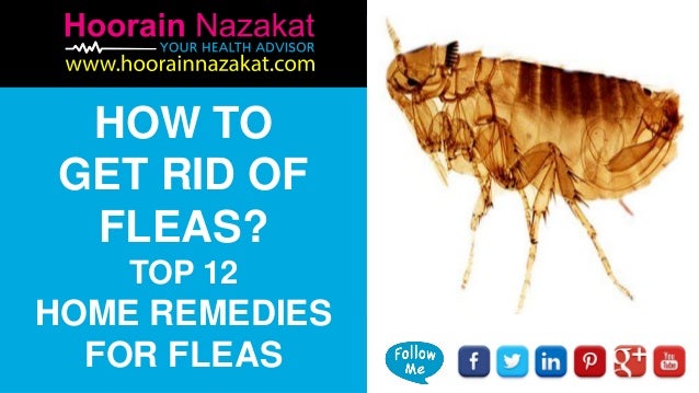home remedies to get rid of fleas