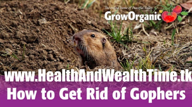 How to get rid of gophers PPT How to get rid of gophers PPT