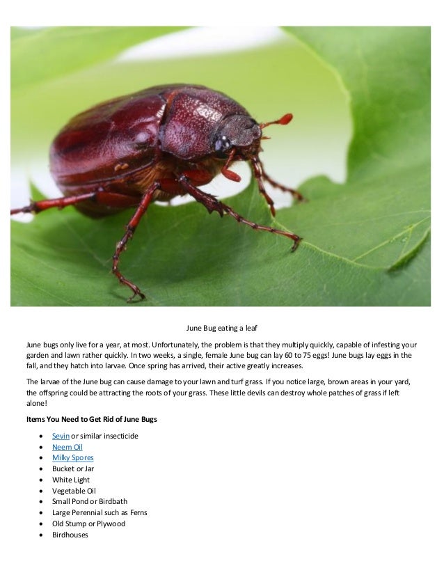 How to get rid june bugs