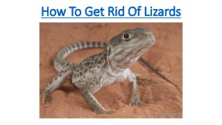 How To Get Rid Of Lizards
 