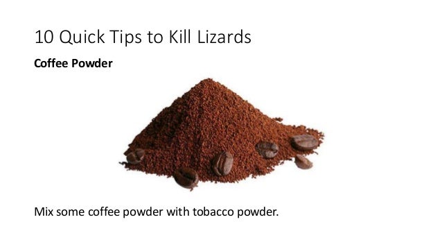 lizards