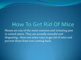Mouse are one of the most common and irritating pest
in united states. They are actually stressful and
disgusting , there are some ways to get rid of mice and
prevent them from ever coming back.

 