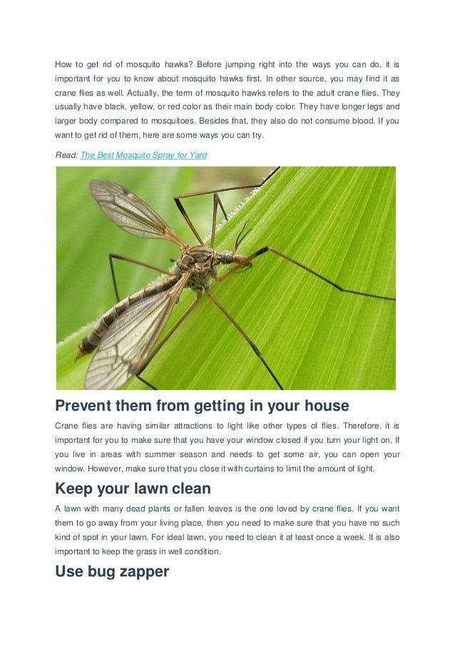 How to get rid of mosquito hawks
