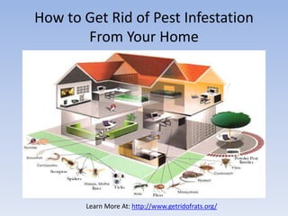 How to Get Rid of Pest Infestation
From Your Home
Learn More At: http://www.getridofrats.org/
 