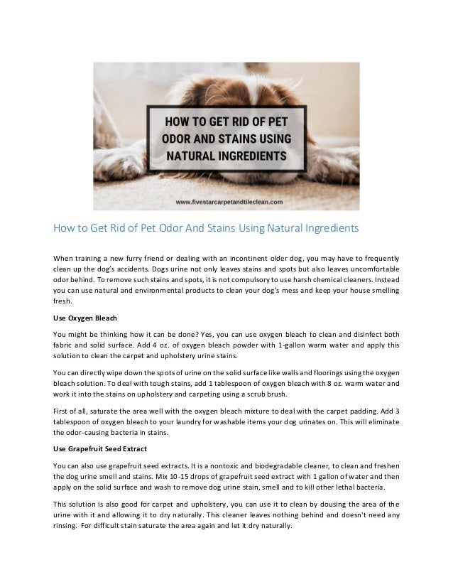 bleach to clean dog urine