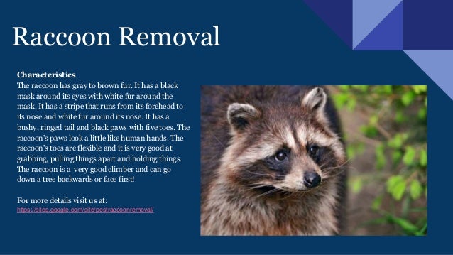 How To Get Rid Of Raccoons In Backyard