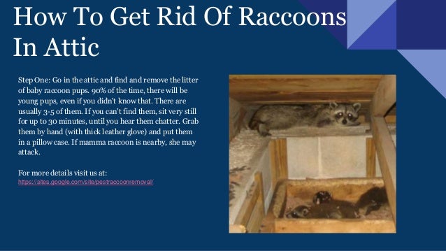How To Get Rid Of Raccoons In Backyard