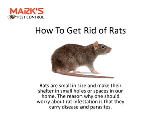 How To Get Rid of Rats
Rats are small in size and make their
shelter in small holes or spaces in our
home. The reason why one should
worry about rat infestation is that they
carry disease and parasites.
 