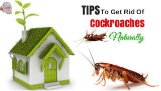 TIPSTo Get Rid Of
Cockroaches
NaturallyNaturally
 