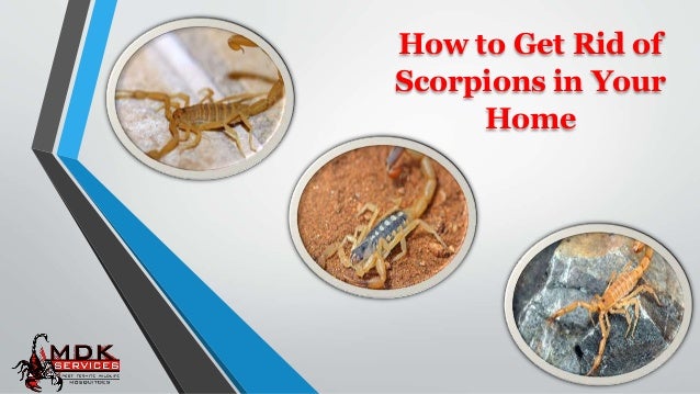 How to Get Rid of
Scorpions in Your
Home
 