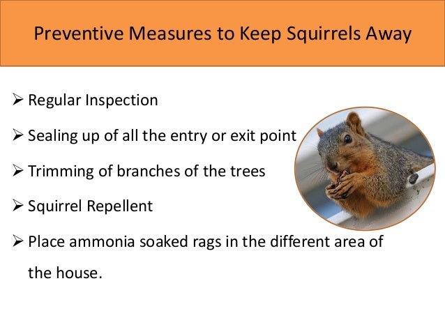 How to Get Rid of Squirrels in Attic?