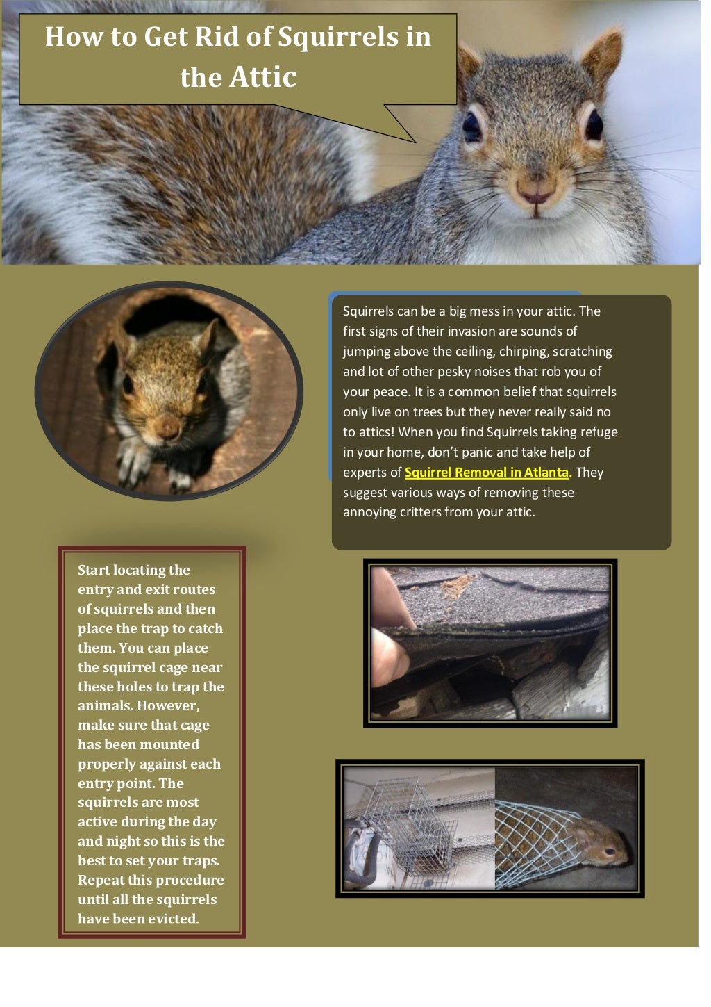How to Get Rid Of Squirrels in the Attic - How To Get Rid Of Squirrels In The Attic