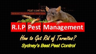 R.I.P Pest Management
Sydney’s Best Pest Control
Narrabeen – Northern Beaches – North Shore
How to Get Rid of Termites?
 