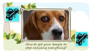 How to get your beagle to 
stop chewing everything? 
 