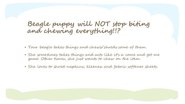 how to your to stop everything how to get your beagle to stop chewing how to your to stop everything how to get your beagle to stop chewing