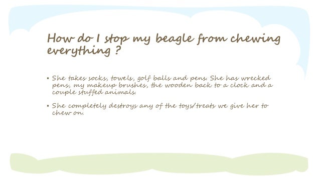 how to your not to chew on everything how to get your beagle to stop chewing how to your not to chew on everything how to get your beagle to stop chewing