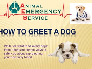 While we want to be every dogs’
friend there are certain ways to
safely go about approaching
your new furry friend.
 