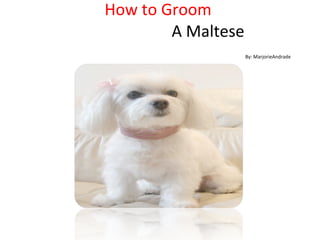How to Groom    A Maltese   By: MarjorieAndrade 