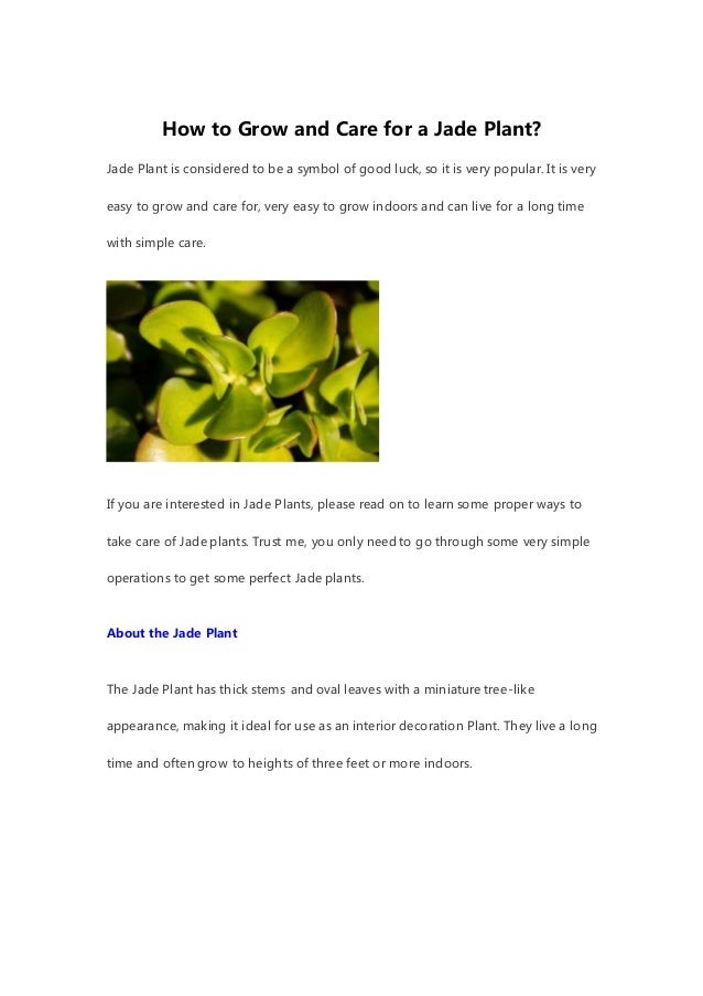 How to Grow and Care for a Jade Plant?
Jade Plant is considered to be a symbol of good luck, so it is very popular. It is very
easy to grow and care for, very easy to grow indoors and can live for a long time
with simple care.
If you are interested in Jade Plants, please read on to learn some proper ways to
take care of Jade plants. Trust me, you only need to go through some very simple
operations to get some perfect Jade plants.
About the Jade Plant
The Jade Plant has thick stems and oval leaves with a miniature tree-like
appearance, making it ideal for use as an interior decoration Plant. They live a long
time and often grow to heights of three feet or more indoors.
 