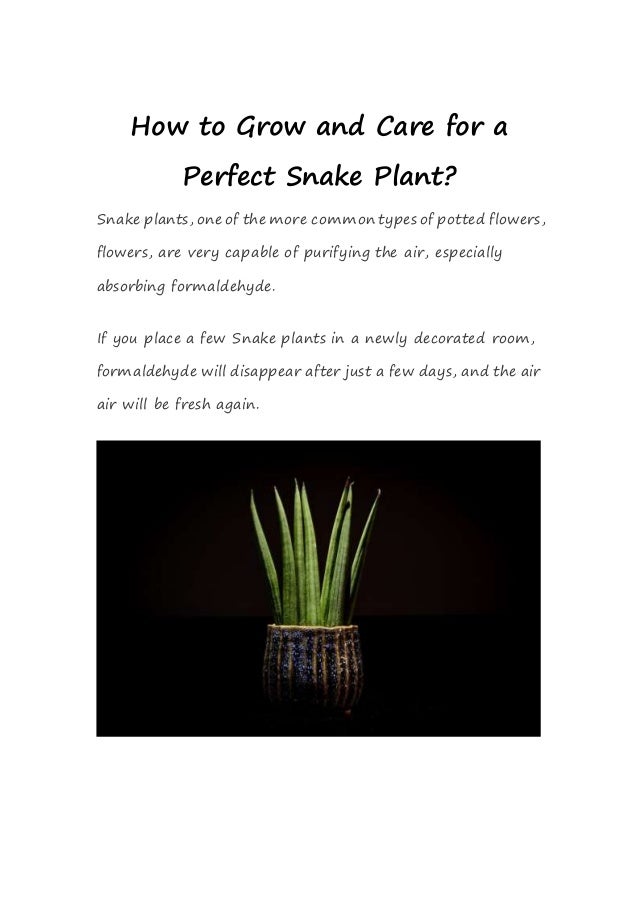 How to Grow and Care for a
Perfect Snake Plant?
Snake plants, one of the more common types of potted flowers,
flowers, are very capable of purifying the air, especially
absorbing formaldehyde.
If you place a few Snake plants in a newly decorated room,
formaldehyde will disappear after just a few days, and the air
air will be fresh again.
 