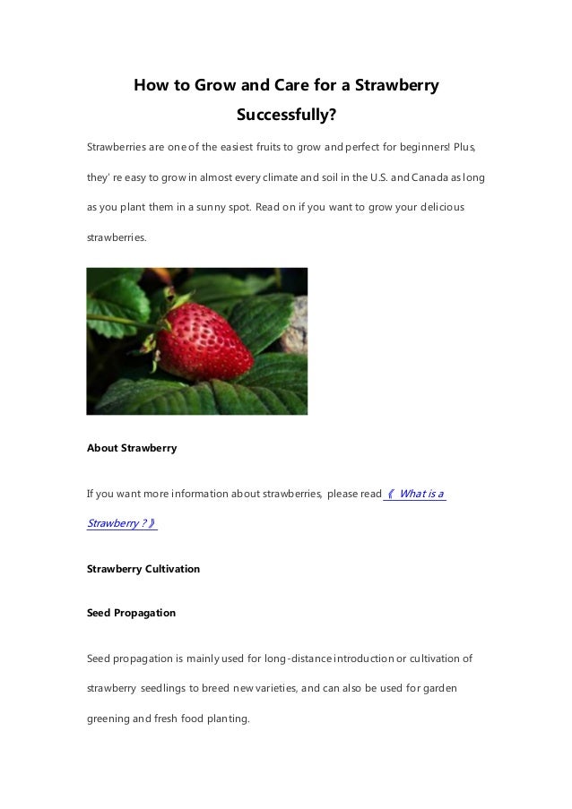 How to Grow and Care for a Strawberry
Successfully?
Strawberries are one of the easiest fruits to grow and perfect for beginners! Plus,
they’
re easy to grow in almost every climate and soil in the U.S. and Canada as long
as you plant them in a sunny spot. Read on if you want to grow your delicious
strawberries.
About Strawberry
If you want more information about strawberries, please read《 What is a
Strawberry？》
Strawberry Cultivation
Seed Propagation
Seed propagation is mainly used for long-distance introduction or cultivation of
strawberry seedlings to breed new varieties, and can also be used for garden
greening and fresh food planting.
 