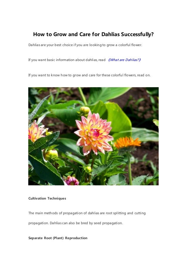 How to Grow and Care for Dahlias Successfully?
Dahlias are your best choice if you are looking to grow a colorful flower.
If you want basic information about dahlias, read 《What are Dahlias?》
If you want to know how to grow and care for these colorful flowers, read on.
Cultivation Techniques
The main methods of propagation of dahlias are root splitting and cutting
propagation. Dahlias can also be bred by seed propagation.
Separate Root (Plant) Reproduction
 