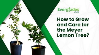 How to Grow and Care for the Meyer Lemon Tree?