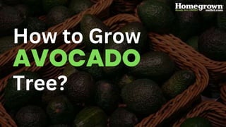How to Grow
AVOCADO
Tree?
 