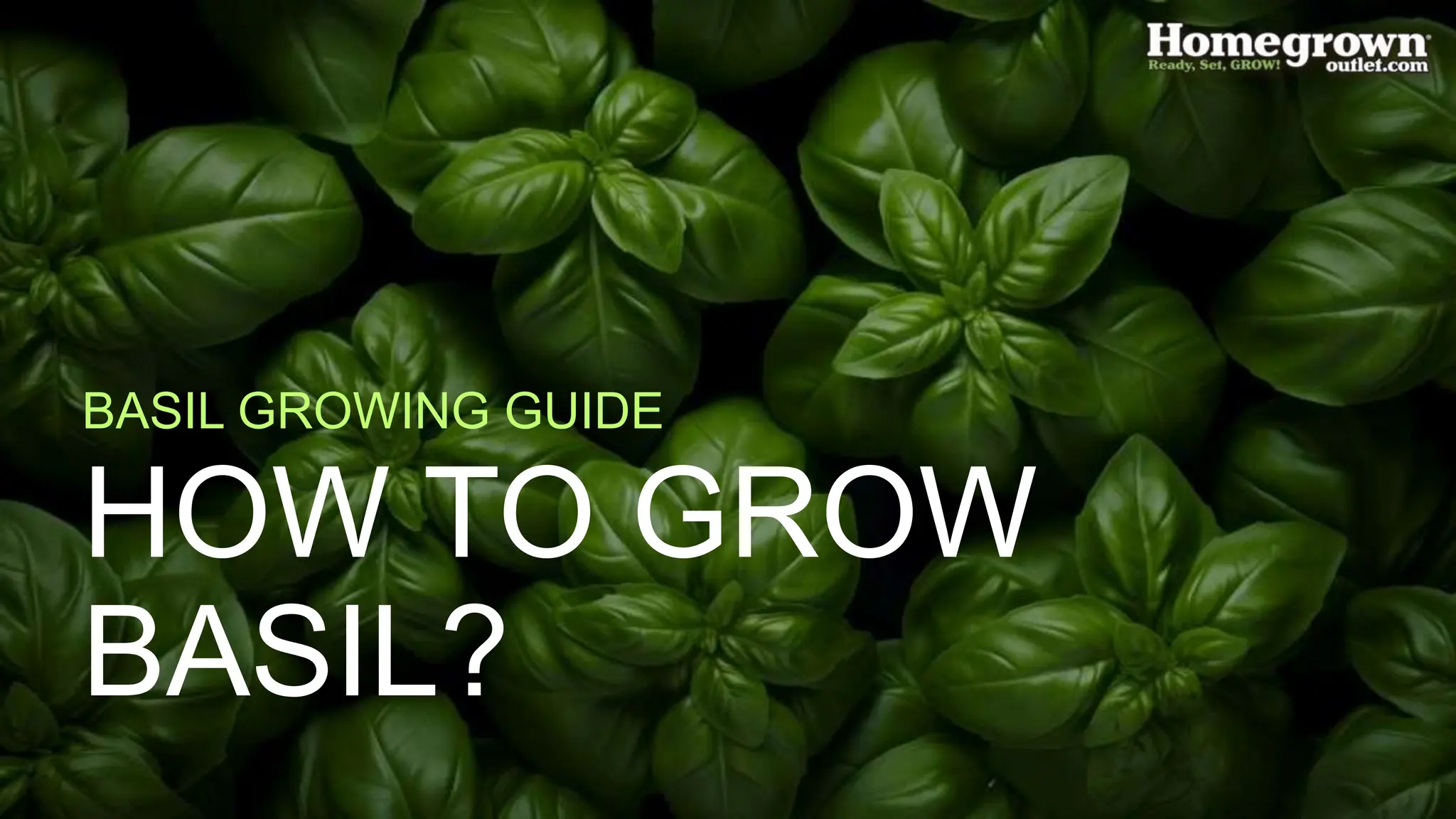 Basil Growing Process How to Grow Basil? | PPTX